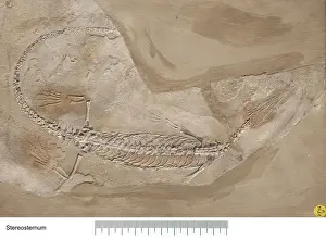 Palaeo Prints: Stereosternum