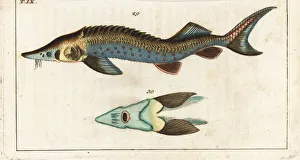 Encyclopedia Gallery: Sterlet sturgeon, Acipenser ruthenus