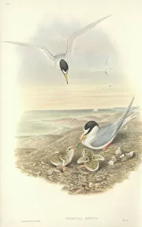 Gould Collection: Sterna albifrons, little tern