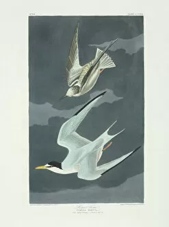 Aquatint Gallery: Sterna antillarum, least tern