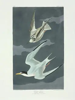 Pair Prints: Sterna antillarum, least tern