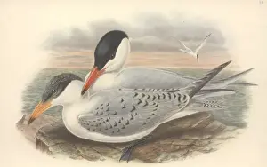 Charadriiformes Prints: Sterna caspia, Caspian tern
