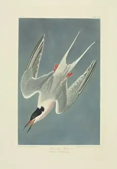 Forked Prints: Sterna dougallii, roseate tern