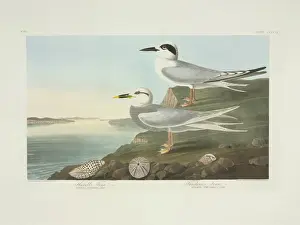 Brow Prints: Sterna forsteri, Forsters tern, Sterna trudeaui, Trudeau s