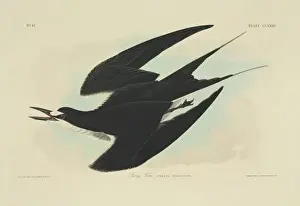 Sooty Prints: Sterna fuscata, sooty tern