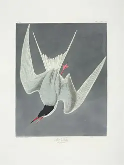 Sterna hirundo, common tern