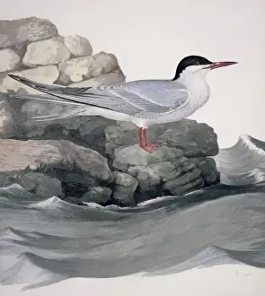 Sterna hirundo, common tern