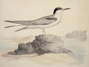 Sterna hirundo, common tern