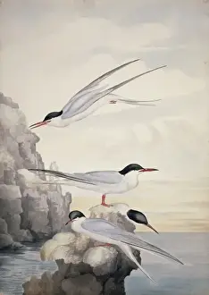 Sterna hirundo, common tern