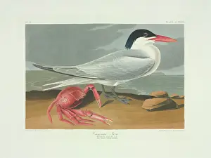 Aquatint Prints: Sterna maxima, royal tern