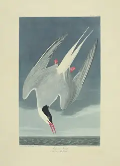 Laridae Prints: Sterna paradisaea, Arcitc tern