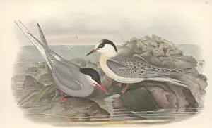Sterna paradisaea, Arctic tern