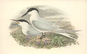 Charadriiformes Prints: Sterna sandvicensis, Sandwich tern
