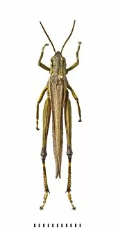 Acrididae Gallery: Stethophyma grossum, large marsh grasshopper