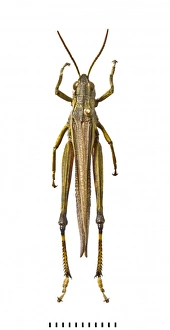Acrididae Gallery: Stethophyma grossum, large marsh grasshopper