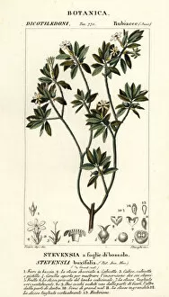 Stevensia buxifolia
