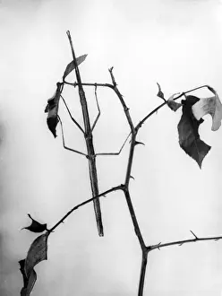 Bacillus Prints: Stick Insect