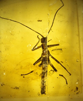 Palaeogene Gallery: Stick insect in amber