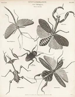 Enlightenment Prints: Stick insect, praying mantis, cockroach, violin mantis, etc