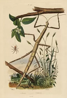 Stick insects or phasmids and wandering crab spider