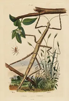 Wandering Prints: Stick insects or phasmids and wandering crab spider