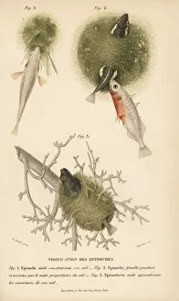 Aquatic Gallery: Sticklebacks and their nests