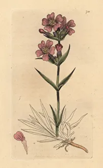 Silene Collection: Sticky catchfly, Silene viscaria