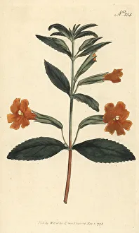 Sticky monkey-flower, Diplacus aurantiacus