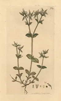 Sticky mouse-ear chickweed, Cerastium glomeratum