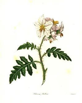 Botanist Prints: Sticky nightshade, Solanum sisymbriifolium