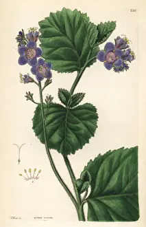 Sticky phacelia, Phacelia viscida