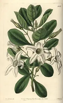 Sydenhamedwards Prints: Sticky tailflower or clammy anthocercis, Anthocercis