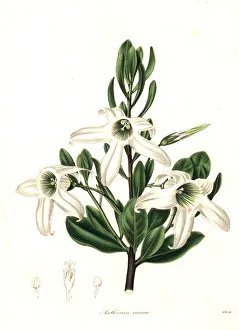 Maund Collection: Sticky tailflower or glutinous anthocercis