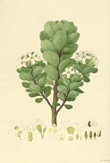 Asterid Gallery: Sticky Tailflower watercolour, Ferdinand Bauer