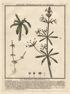1780 Prints: Stickyweed, Galium aparine