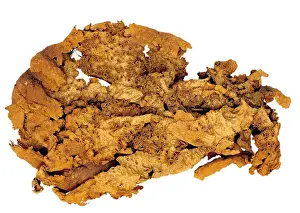 Lichen Prints: Sticta sp. lichen