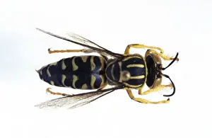 Martin Hall Prints: Stictia signata, sand wasp