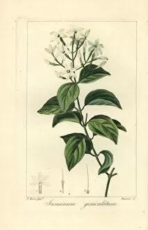 Stipple Gallery: Stiff jasmine, Jasminum simplicifolium subsp Australiense