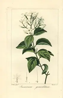 Stipple Prints: Stiff jasmine, Jasminum simplicifolium subsp Australiense