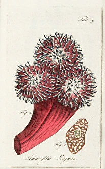 Amaryllis Gallery: Stigma of an amaryllis