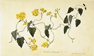 Stigmaphyllon auriculatum