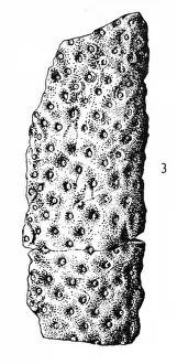 Phanerozoic Prints: Stigmaria ficoides (Brongniart), Lycopod
