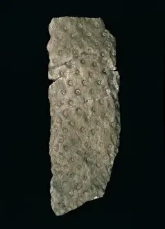 Phanerozoic Prints: Stigmaria ficoides, fossil root
