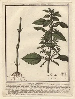 1780 Prints: Stinging nettle, Urtica arvens