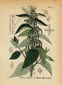 Medical Pharmaceutical Gallery: Stinging nettle, Urtica dioica