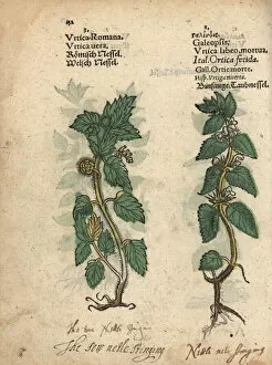 Romana Gallery: Stinging nettle, Urtica dioica, and hemp nettle