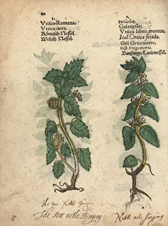 Romana Gallery: Stinging nettle, Urtica dioica, and hemp nettle