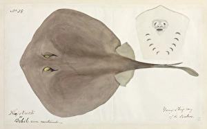 Elasmobranch Collection: Stingray illustration