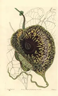 Sydenhamedwards Prints: Stinking birthwort, Aristolochia arborescens