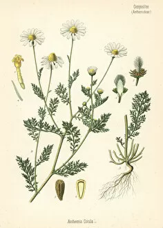 Anthemis Gallery: Stinking chamomile, Anthemis cotula